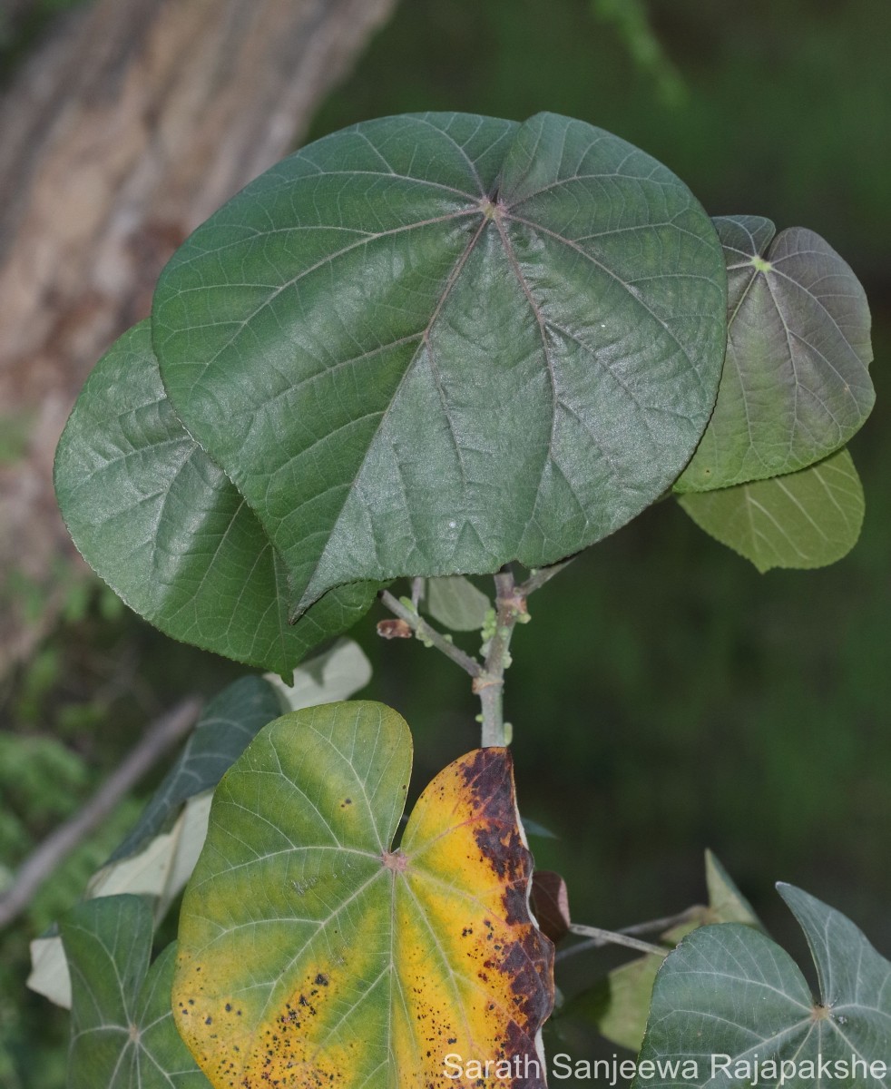 Hibiscus tiliaceus L.